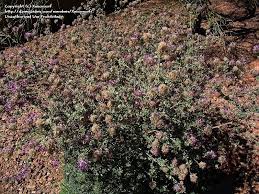 Image result for Indigofera pulchra
