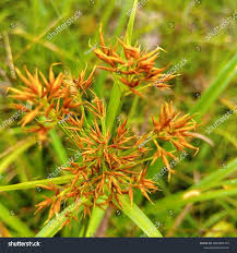 Image result for Cyperaceae