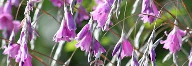 Image result for Dierama parviflorum