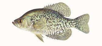 For that reason, in this post we will discuss our top 13 best crappie lures. Late Fall Crappie Fishing Kawarthas Northumberland