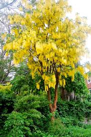 Image result for Laburnum anagyroides