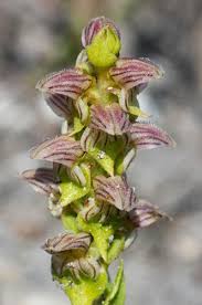 Image result for Satyrium coriophoroides