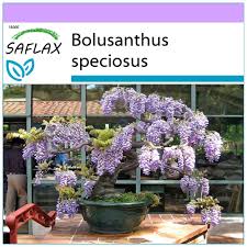 Image result for Bolusanthus
