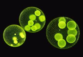 You will learn that the microfilaments and microtubules set up a skeleton of the cell and the cytosol fills the spaces. Amazing Micrographs Show What Cells Really Look Like Wired