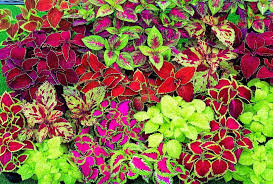 Çünkü her zaman birbirleriyle anlaşmazlar. Yaprak Guzeli Kolyos Bakimi Cicek Bakimi Cicek Cesitleri Cicek Turleri Cicek Isimleri