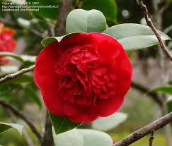 Full Size Picture Of Common Camellia Japanese Camellia Professor Charles S Sargent Camellia Japonica Camellia All Flowers Flowers