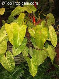 Philodendron Painted Lady Painted Lady Unusual Plants Plants Philodendron Plant