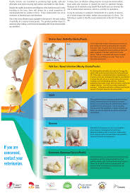National Farm Animal Care Council Poultry Code Of Practice