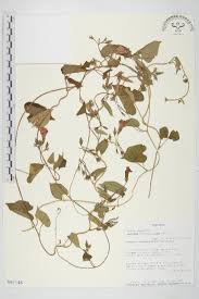 Image result for Ipomoea heterotricha