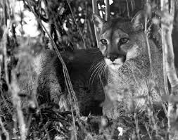 Creative living cometitions at the annual florida state fair. Florida Memory State Animal Of Florida A Panther