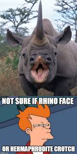 Rhino Memes Gifs Imgflip