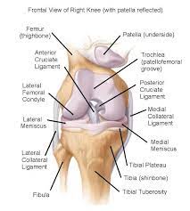 Diagrams Frontal View Knee Anatomy Diagram Knee Joint Anatomy Human Knee Joints Anatomy