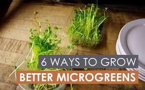 6 Ways To Grow Better Microgreens Upstart University