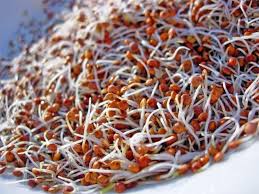 Faire Germer Les Graines De Quinoa Le Quinoa Est Une Espece De Plante Herbacee Annuelle De La Famille De Graine De Quinoa Graines Germees Cuisine Vegetarienne