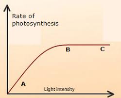 At low light intensities above the light compensation point (lcp), photosynthetic rate increases proportionally to the light intensity and reaches a maximum. Limiting Factors In Photosynthesis Biology Notes For Igcse 2014