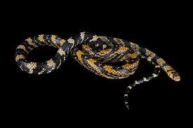 Image result for Spilotes pullatus