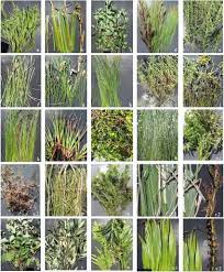 Check spelling or type a new query. Photographs Of The 22 Dominant Plant Species In South African Palmiet Download Scientific Diagram