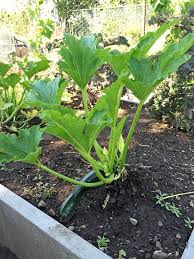 Check spelling or type a new query. How To Get Rid Of Powdery Mildew Organic Treatment The Art Of Doing Stuff