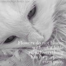It takes both sun and rain for a flower to grow. Cat Motivation