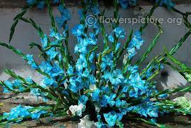 Blue Gladiolus Flower Show Blue Orchid Wedding Blue Orchids