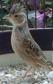 Burung jantan bisa dilihat dari warnanya yang hitam dengan bercak merah menyala di bagian ekornya. 16 Ide Branjangan Burung Hewan Papua Nugini