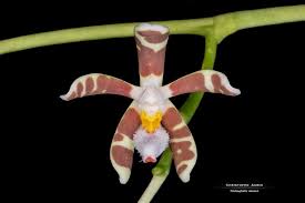 Image result for Sopubia mannii