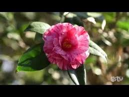 This Is A How To Article On Growing Camellia Flowers From Cuttings If You Have A Beautiful Camellia Plant You Can Actua Camellia Plant Grow Gorgeous Camellia