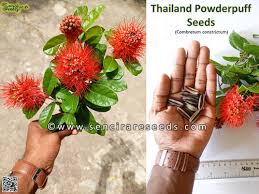 Image result for Combretum constrictum