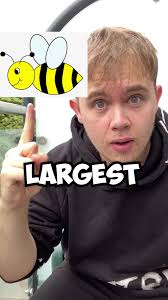 I own the worlds largest bee 🐝