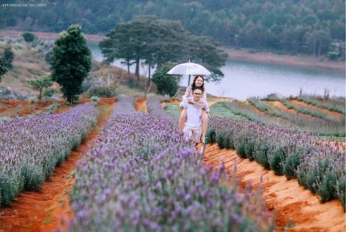 Hè này lên Đà Lạt check-in khu vườn hoa lavender đẹp quên lối về - iVIVU.com