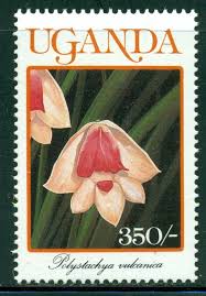 Image result for Polystachya vulcanica