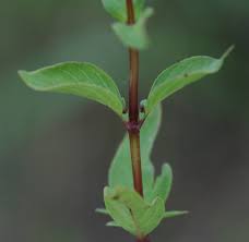 Image result for Lobelia petiolata