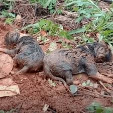 Rescuers Race To Save 'Dog' In Ditch — Then Do A Double Take ...