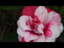 Camellias Delightful Winter And Spring Bloomers Blooming Plants Camellia Unusual Plants