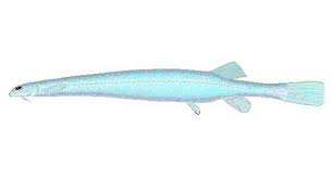 Image result for Vandellia