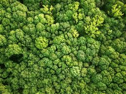 Birds Eye View Photography Definition Forest Bird S Eye View Forest Aerial View Nature Forest Bird S Eye View Forest Aerial View Natur Birds Eye View Grasses Landscaping Aerial View