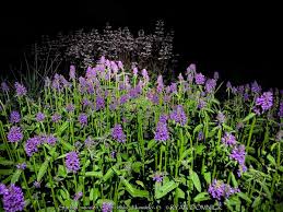 Image result for Stachys