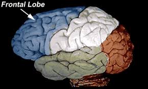 Image result for Frontal Lobe