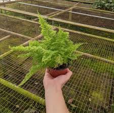 Image result for Nephrolepis exaltata