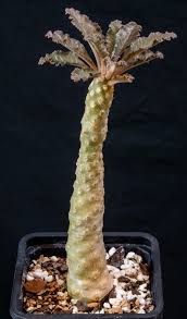 Image result for Cyphostemma saxicola