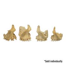 Image result for Maxillary Bone