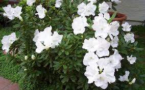 Alaska Azalea Azalea Shrub Charleston Gardens Azaleas