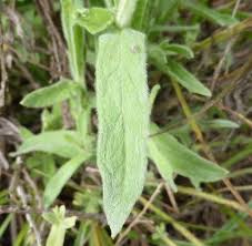 Image result for Laggera