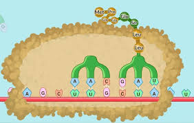The virtual lab simulation will be on the right side of the page in the mutation when you are finished, close out the mutation guide by clicking the x in the upper right hand corner of the page. Pin On The Biology Classroom