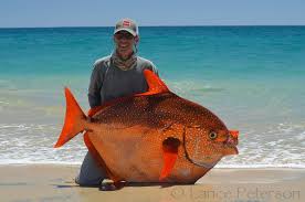 Image result for moonfish
