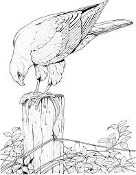 For boys and girls, kids and adults, teenagers and toddlers, preschoolers and older kids at school. Realistic Bird Coloring Pages For Adults Enjoy Coloring Bird Coloring Pages Animal Coloring Pages Coloring Pictures