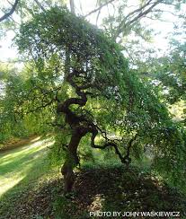 Image result for Styphnolobium