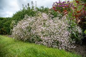 Schleierkraut, gypsophila paniculata ist eine pflegeleichte pflanze. Kriechendes Garten Schleierkraut Gypsophila Repens Rosea Gunstig Online Kaufen