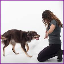 Jun 09, 2021 · new york — the north shore animal league is raising money in honor of its founder's day, also known as giving day. Board Train Nyc Putman Co Fairfield Co Westchester K9