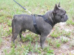 Blue french bulldogs can thank only to their genes for having such an amazing fur color. Hobby Breeders Corner Florida French Bulldogs Blue French Bulldog Red Fawn Bulldog Breeder Puppies Teacup Shih Tzu Florida Jacksonville Orlando Ocala Gainsville St Augustine Daytona Tampa New England Sales Celebrity Shih Tzu Puppies Frenchie